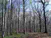 UMZUG Sulz Bild 2